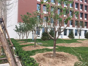 山东园林绿化施工关键点解析 平整土地与栽种土壤实践指南