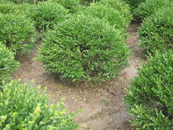 红叶小檗在园林绿化中的应用 以江苏沭阳长青园林工程为例