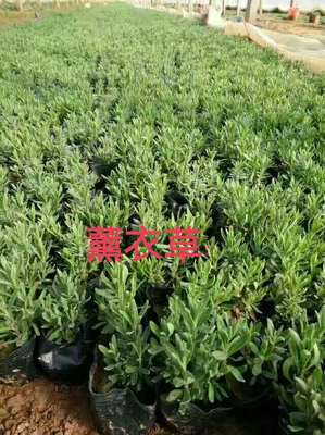 山东青州 从浪漫熏衣草花海到覆盖华北的园林绿化产业链