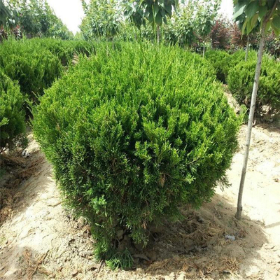 绿化龙柏 常绿美观，园林工程首选之树苗