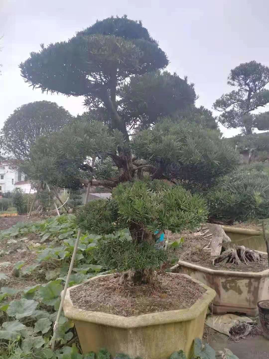 贵阳苗木生产销售基地 园林绿化工程的核心支撑